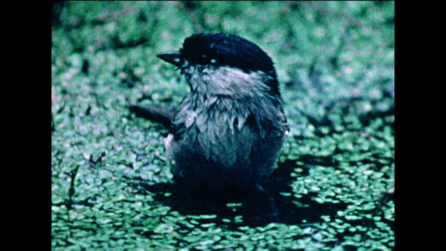 花园里的鸟儿在池塘里洗澡;1978视频素材