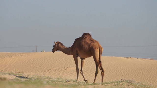 阿联酋阿布扎比沙漠中的骆驼视频素材