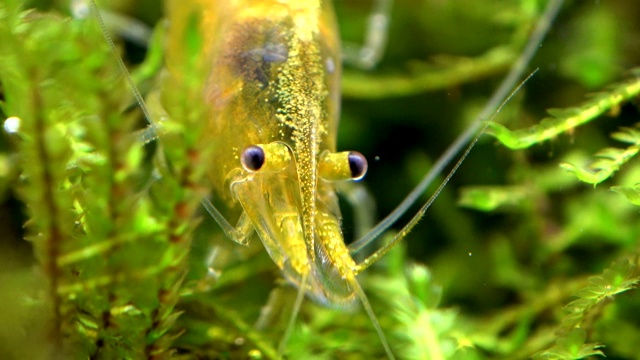 吃虾在苔藓，新ocaridina，头和触手视频素材