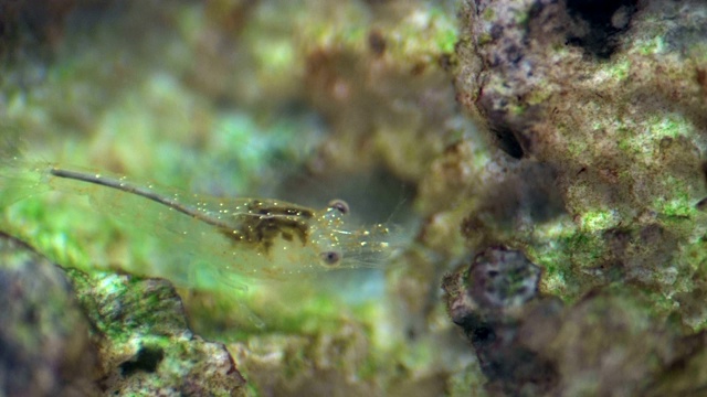 苔藓小虾，新虫，头和触手视频素材