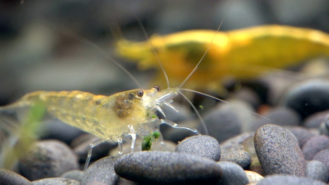 苔藓小虾，新虫，头和触手视频素材