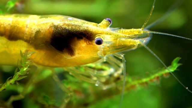 吃虾在苔藓，新ocaridina，头和触手视频素材