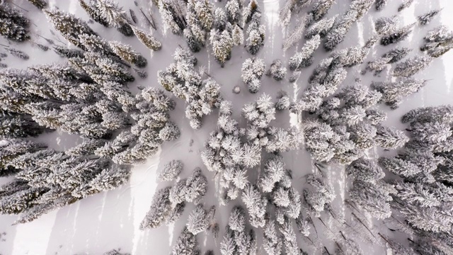 松树在冬季高空向下视频下载
