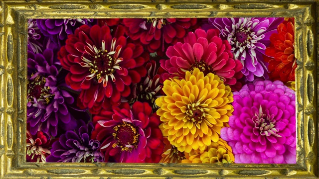 充满活力的花卉生活墙框架视频素材