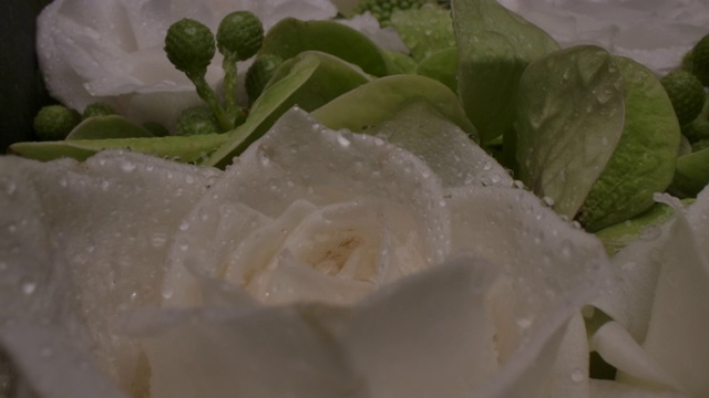 多莉微距拍摄美丽盛开的白玫瑰特写。周年爱情浪漫概念视频素材