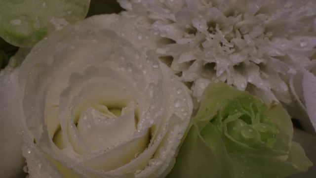 多莉微距拍摄美丽盛开的白玫瑰特写。周年爱情浪漫概念视频素材