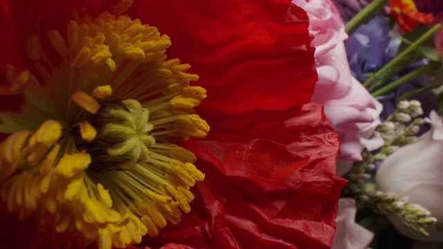 多莉微距拍摄美丽盛开的罂粟花特写。视频素材