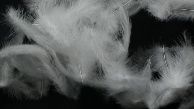 白色蓬松的羽毛落在黑色的背景上视频下载