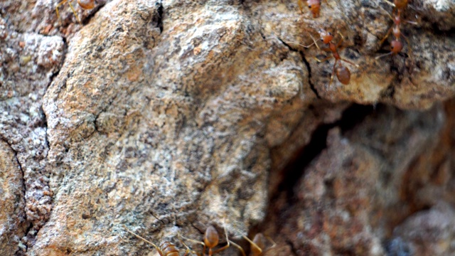 蚂蚁的行动。蚂蚁桥团结团队视频素材