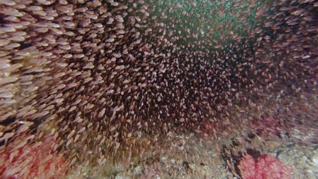 水肺潜水穿过满是成群结队的热带玻璃鱼的水下洞穴视频素材