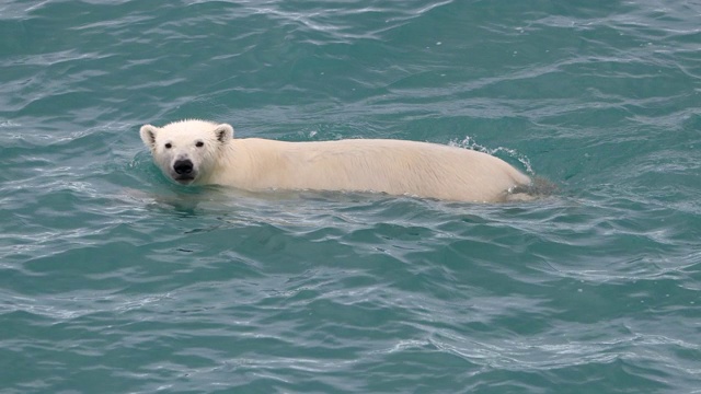 北极熊在开阔水域游泳视频下载
