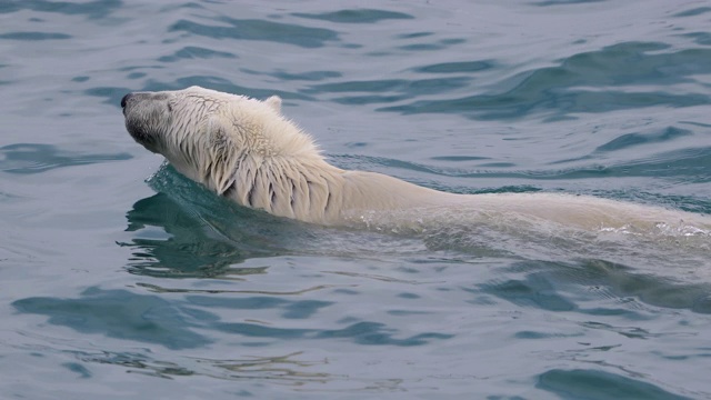北极熊在开阔水域游泳视频下载