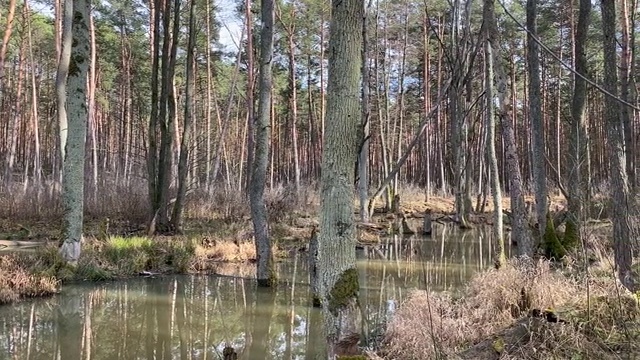 森林湿地视频素材