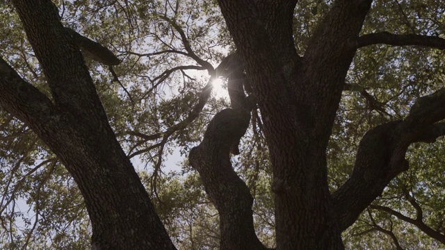 阳光透过一棵大树的枝叶照射进来。视频素材