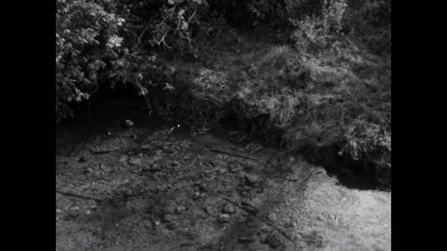 用平移镜头拍摄小货车在溪流中通过森林视频素材
