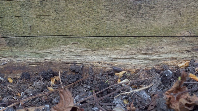 这是英国花园中土虱的实时爬行视频素材
