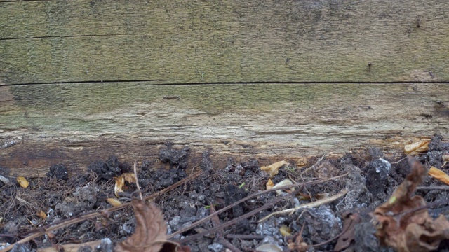 鼠虱在英国花园爬行的时间视频素材
