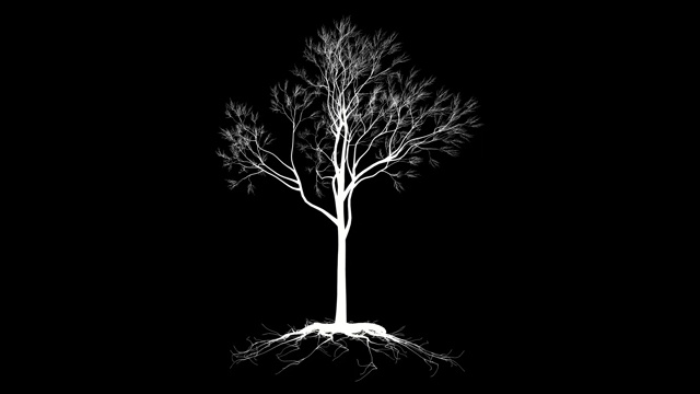 无叶的树有根，随着时间的推移生长，轮廓对黑色视频下载