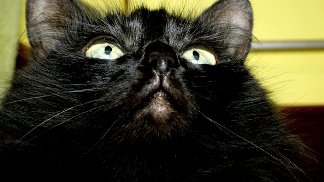 黑色家猫的肖像，扭转它的头和环顾四周。视频素材