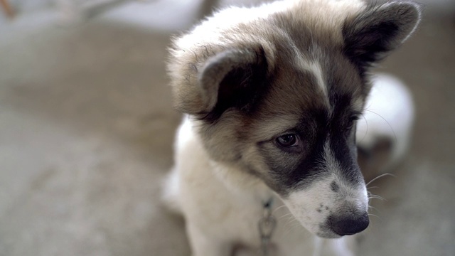 慢动作的肖像狗的背景与悲伤情绪的眼睛。视频素材