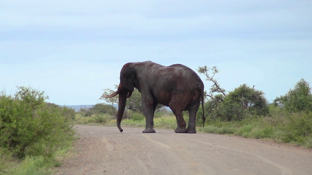 大型公象站在路上视频下载