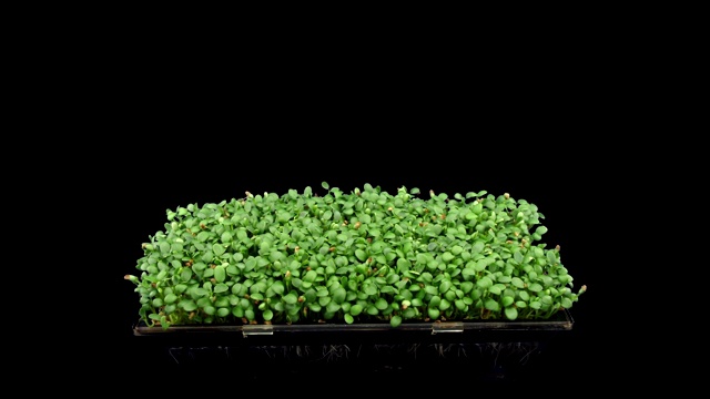 微绿红三叶草种子的发芽延时，RGB + ALPHA哑光格式，4K视频下载