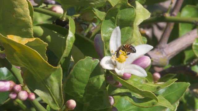 蜜蜂正在给尤里卡柠檬树的花朵施肥视频素材