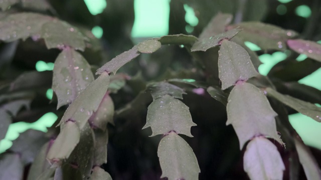 照顾家庭植物的概念。用植保产品喷洒植物，特写视频下载