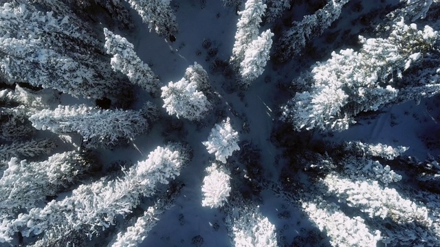 空中雪冬森林视频下载