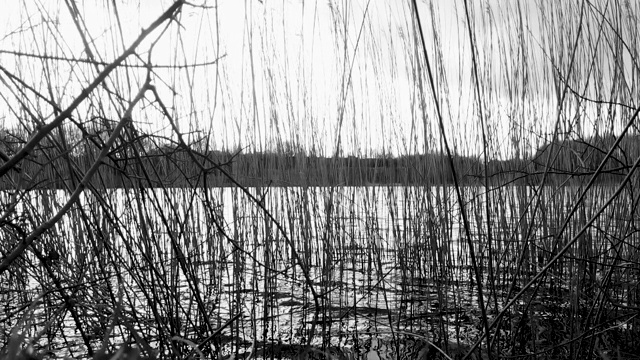 黑色和白色，自然背景，芦苇和草在微风中吹拂的慢镜头视频下载