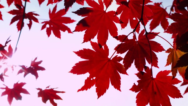红色的枫叶在风中摇曳视频下载