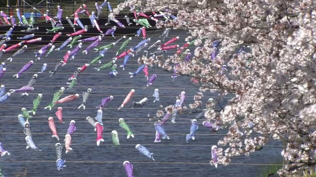 日本群马县河上数以千计的“Koinobori”视频素材