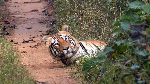 美丽的孟加拉虎(panthera tigris)在它的自然栖息地视频素材