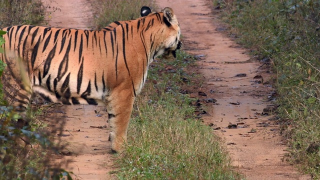 美丽的孟加拉虎(panthera tigris)在它的自然栖息地视频素材