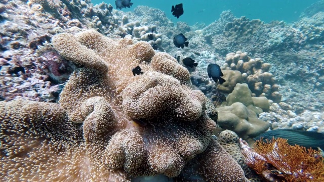 水下的海葵，包括小丑鱼和小热带鱼视频下载