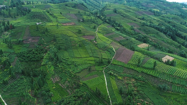 中国四川山上茶园的鸟瞰图视频素材