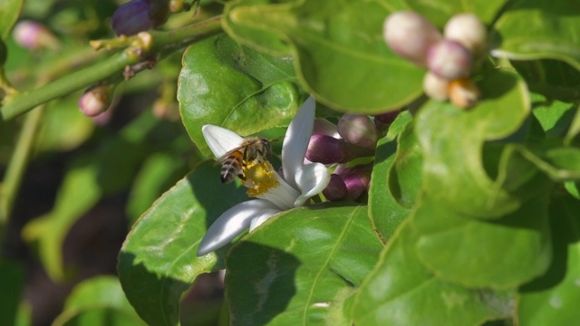 一只蜜蜂正在给尤里卡柠檬树的花朵施肥视频素材