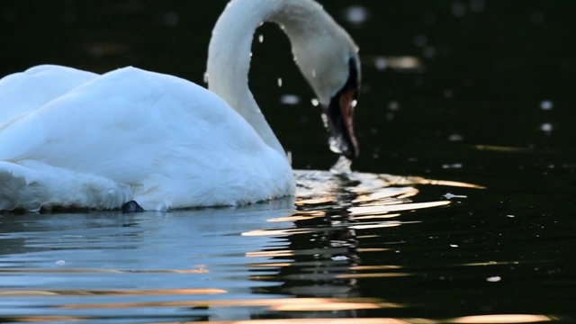 日落时分，湖中游着白天鹅。视频素材