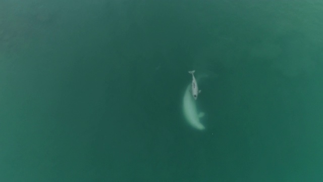 白鲸，鸟瞰图视频下载
