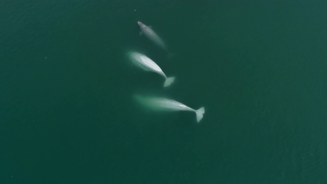 白鲸，鸟瞰图视频下载