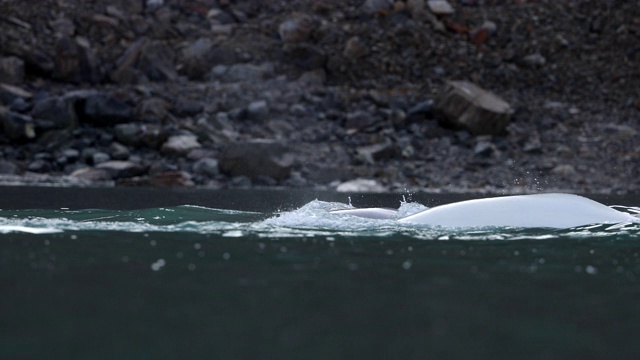 白鲸在北极海面觅食视频素材