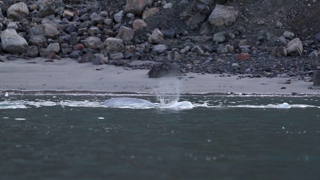 白鲸在北极海面觅食视频素材