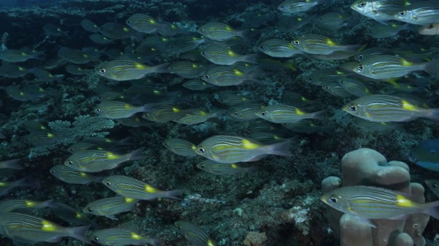 在小笠原岛的深海珊瑚礁中成群的条纹大眼鲷鱼视频素材