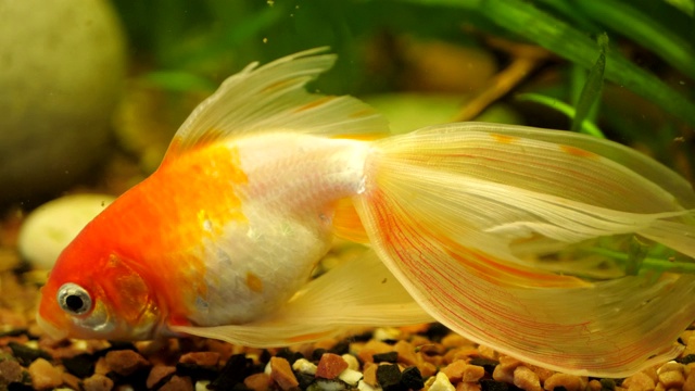 美丽的金鱼在鱼缸或家庭水族馆里游泳视频素材