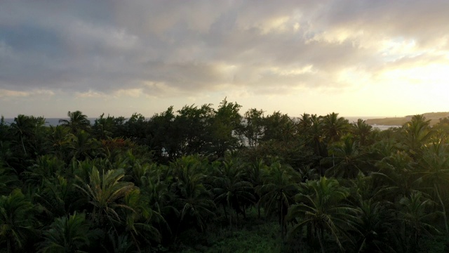 从上升的无人机摄像头看到的夏威夷森林和海滩视频下载