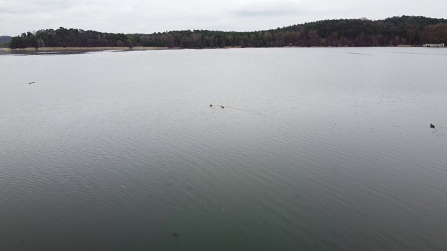鸭子在湖上傍晚池塘里游泳视频素材