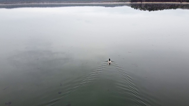 鸭子在湖上傍晚池塘里游泳视频素材