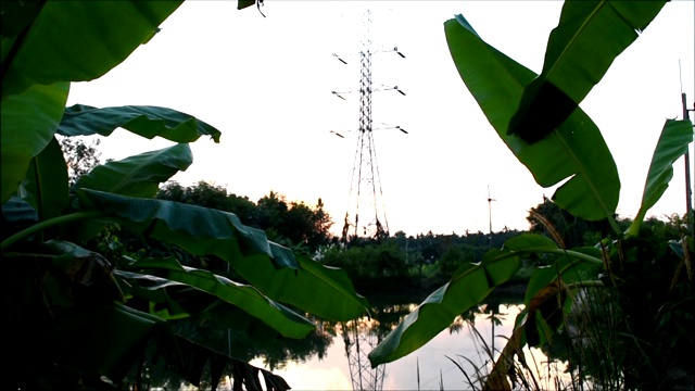 日落时分，河边绿林上的电线杆视频下载