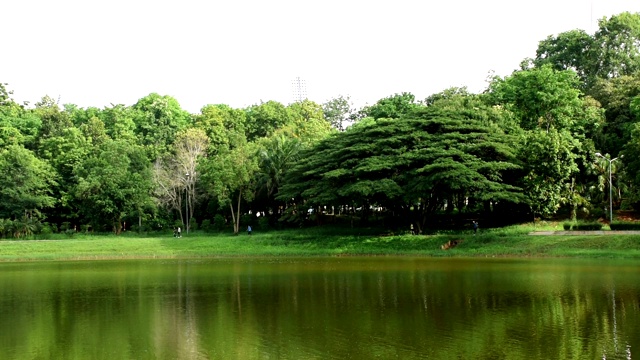 美丽的绿树阴影在河上视频下载