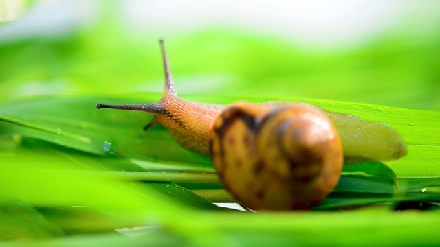 蜗牛在叶子上爬行视频素材